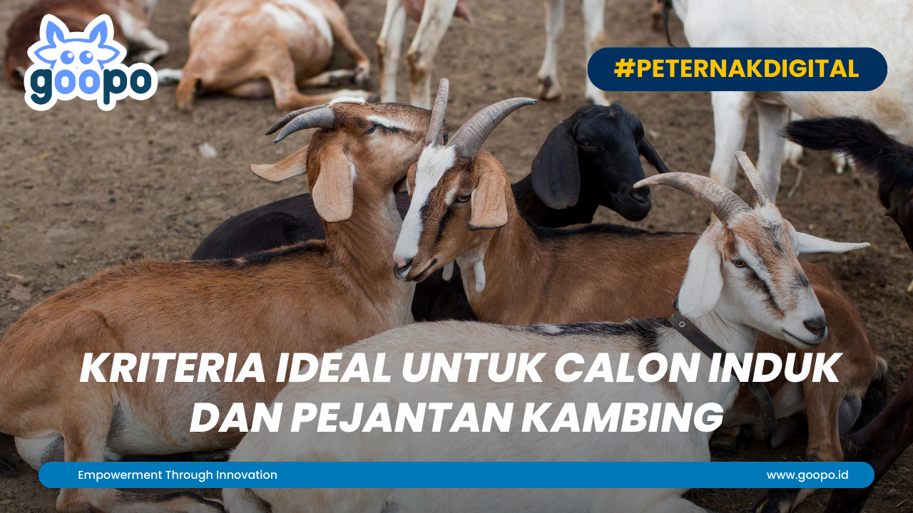 Kriteria Ideal untuk Calon Induk dan Pejantan Kambing