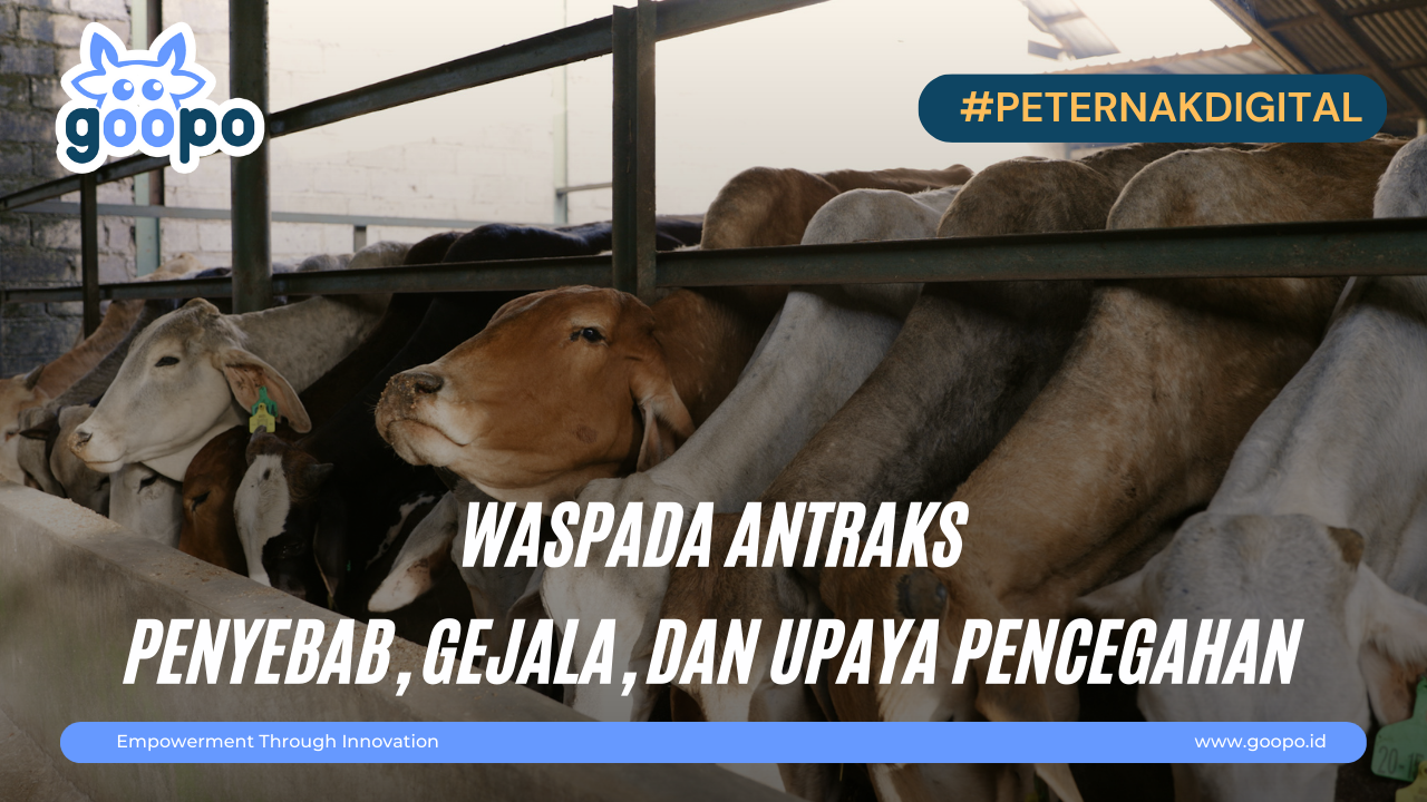 Waspada Penyakit Antraks Pada Hewan Ternak