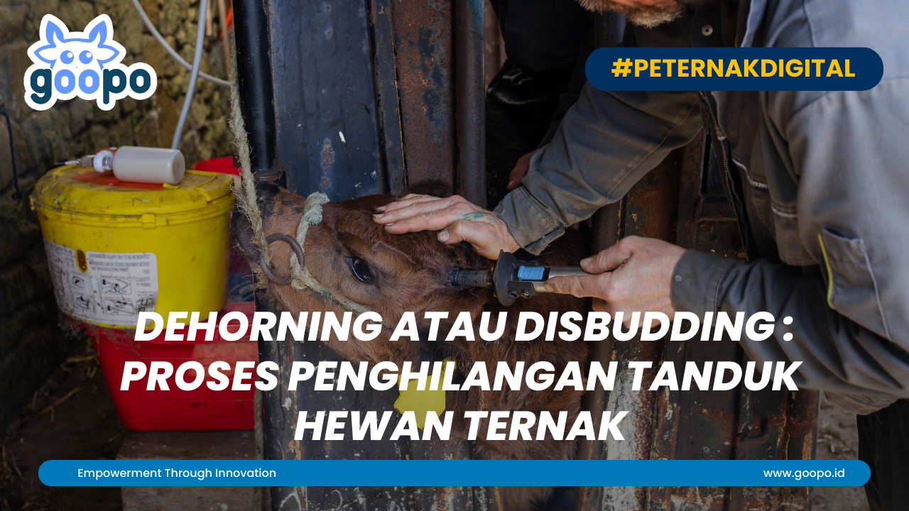 Dehorning atau Disbudding: Proses Penghilangan Tanduk Hewan Ternak