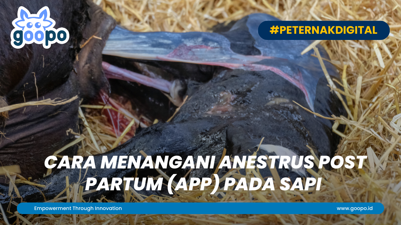 Cara Menangani Anestrus Post Partum (APP) pada Sapi