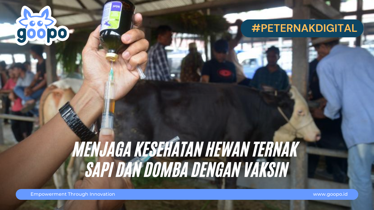 Menjaga Kesehatan Hewan Ternak Sapi dan Domba Dengan Vaksin