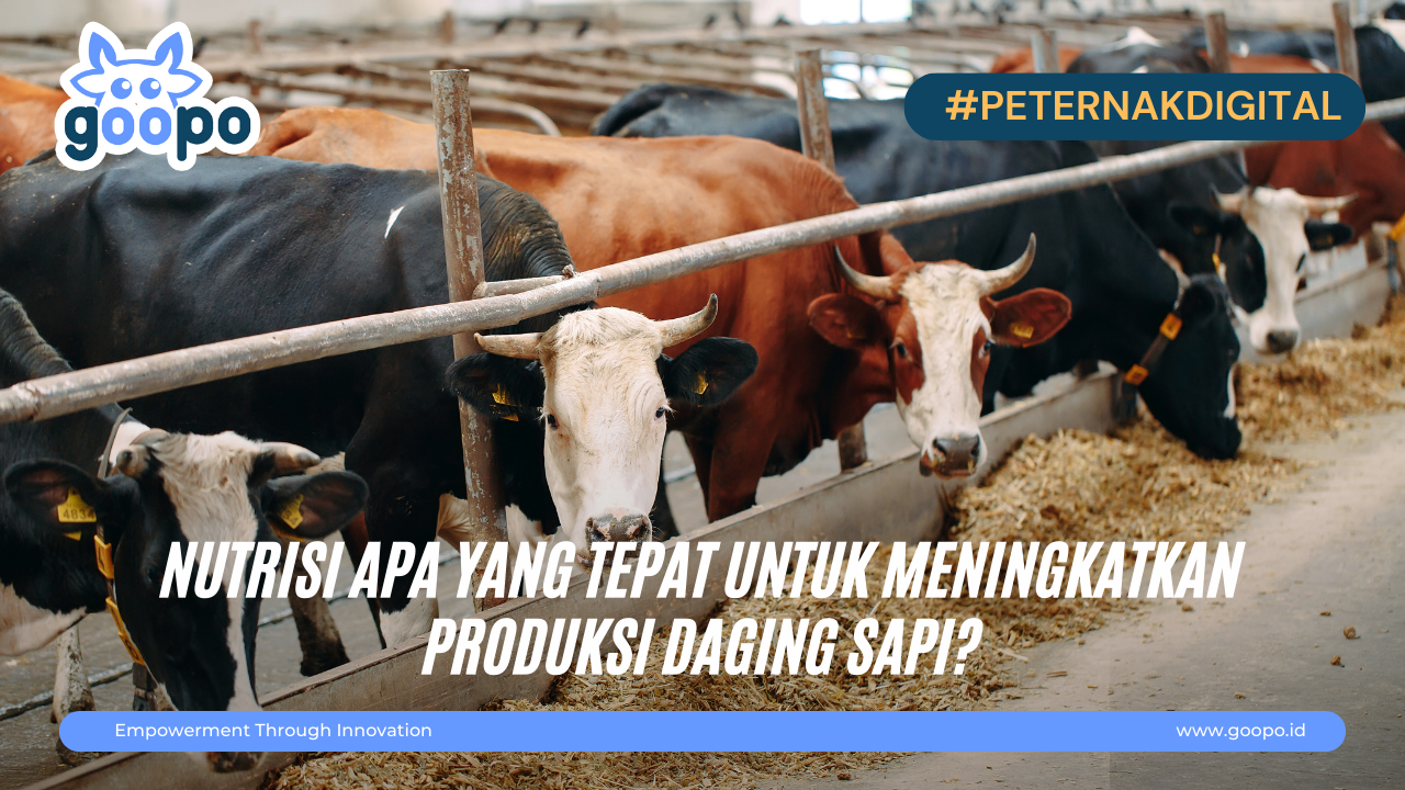 Nutrisi Apa Yang Tepat Untuk Meningkatkan produksi daging Sapi