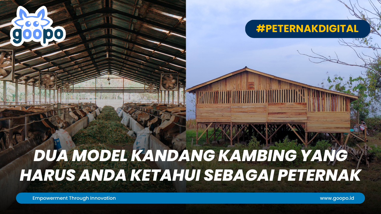 Dua Model Kandang Kambing yang Harus Anda Ketahui Sebagai Peternak