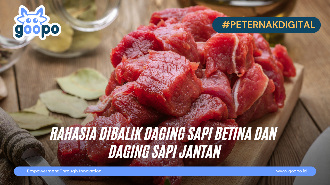 Rahasia Dibalik Daging Sapi Betina Dan Daging Sapi Jantan