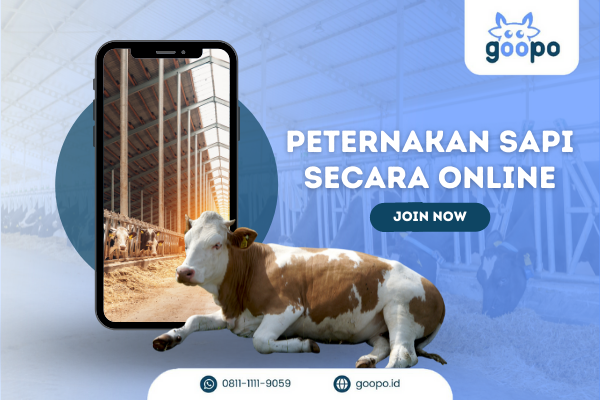 Peternakan Sapi Secara Online