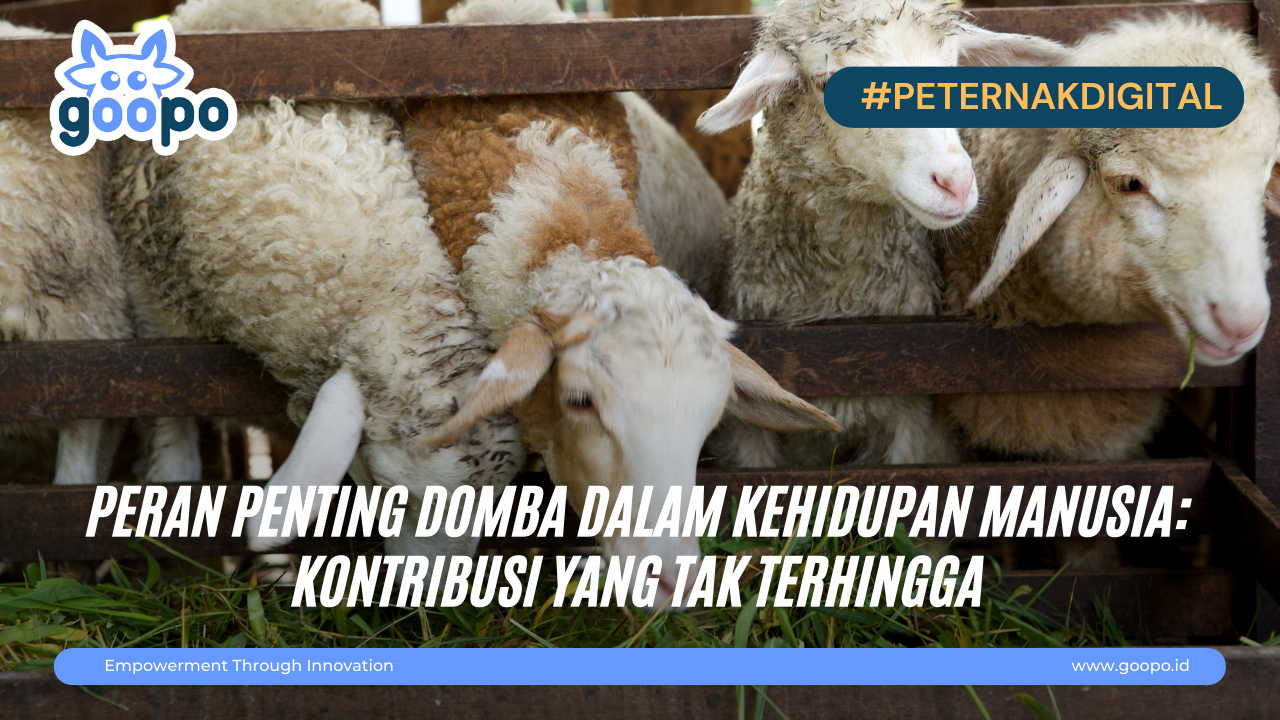 Peran Penting Domba dalam Kehidupan Manusia