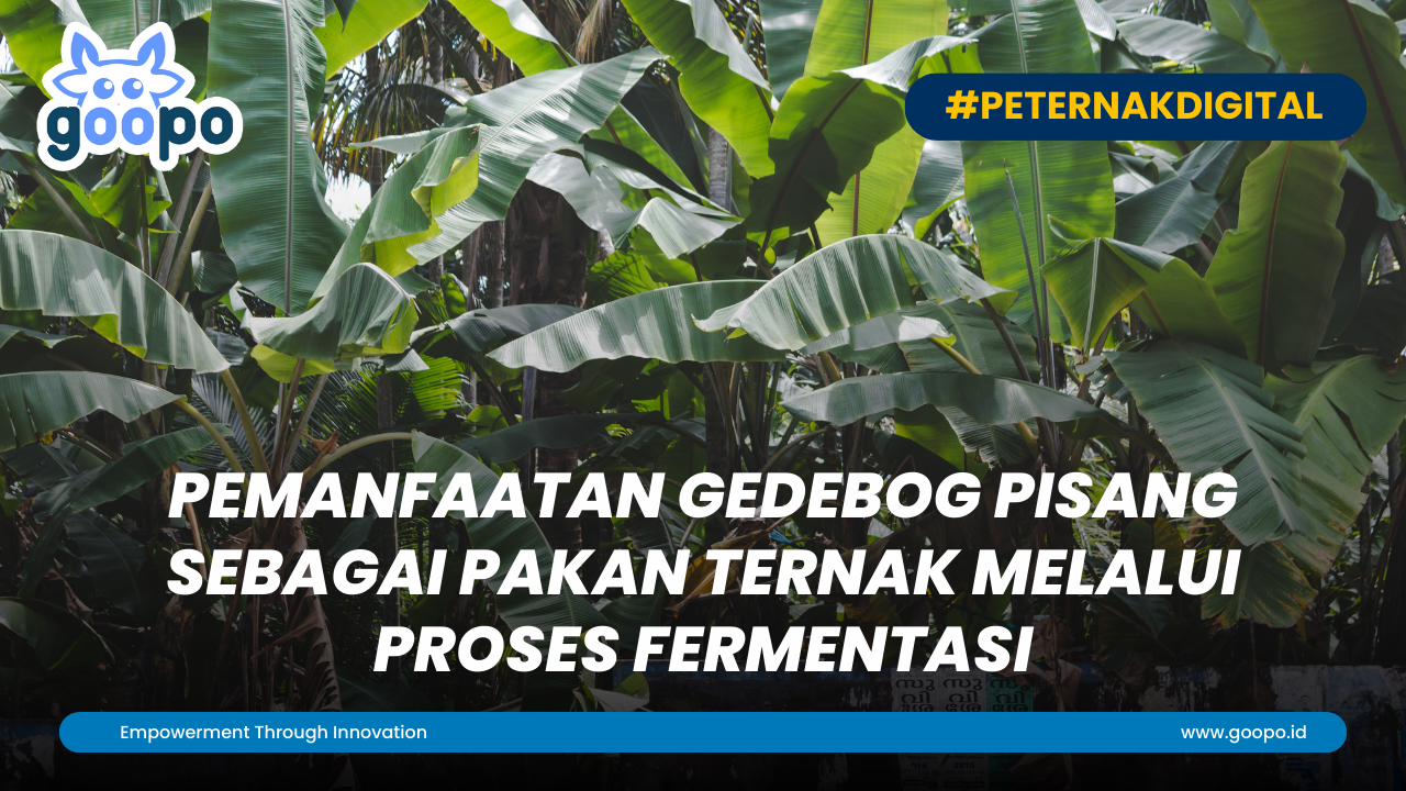 Pemanfaatan Gedebog Pisang sebagai Pakan Ternak Melalui Proses Fermentasi