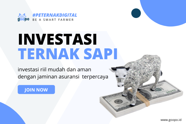 Investasi Ternak Sapi di Goopo.Id