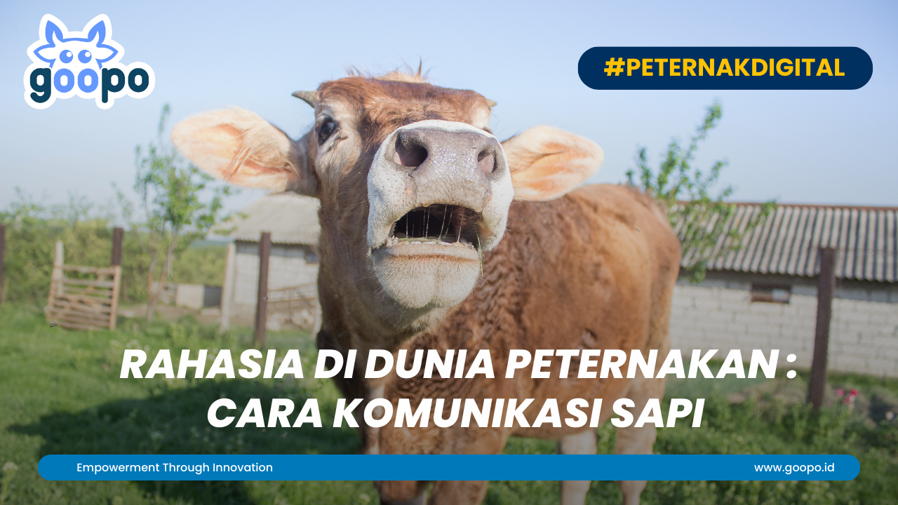 Rahasia Di Dunia Peternakan : Cara Komunikasi Sapi