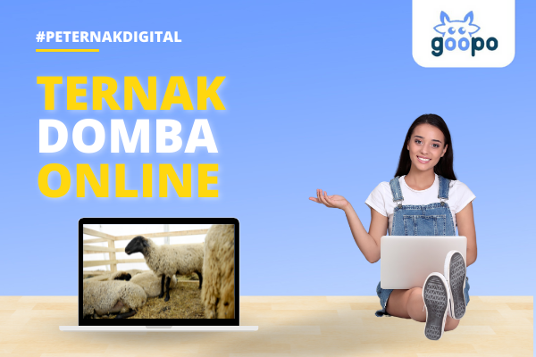 Ternak Domba Online