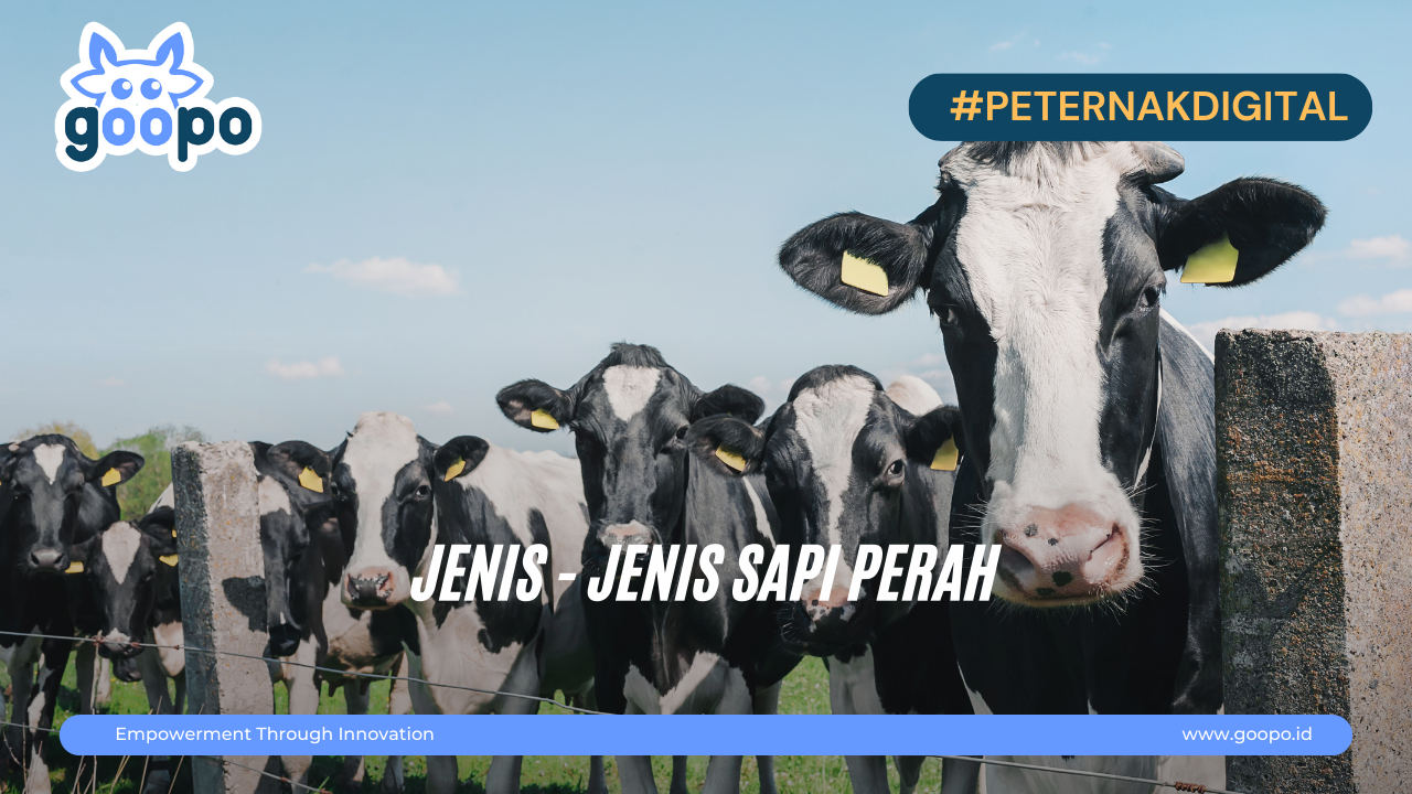 Jenis - Jenis Sapi Perah