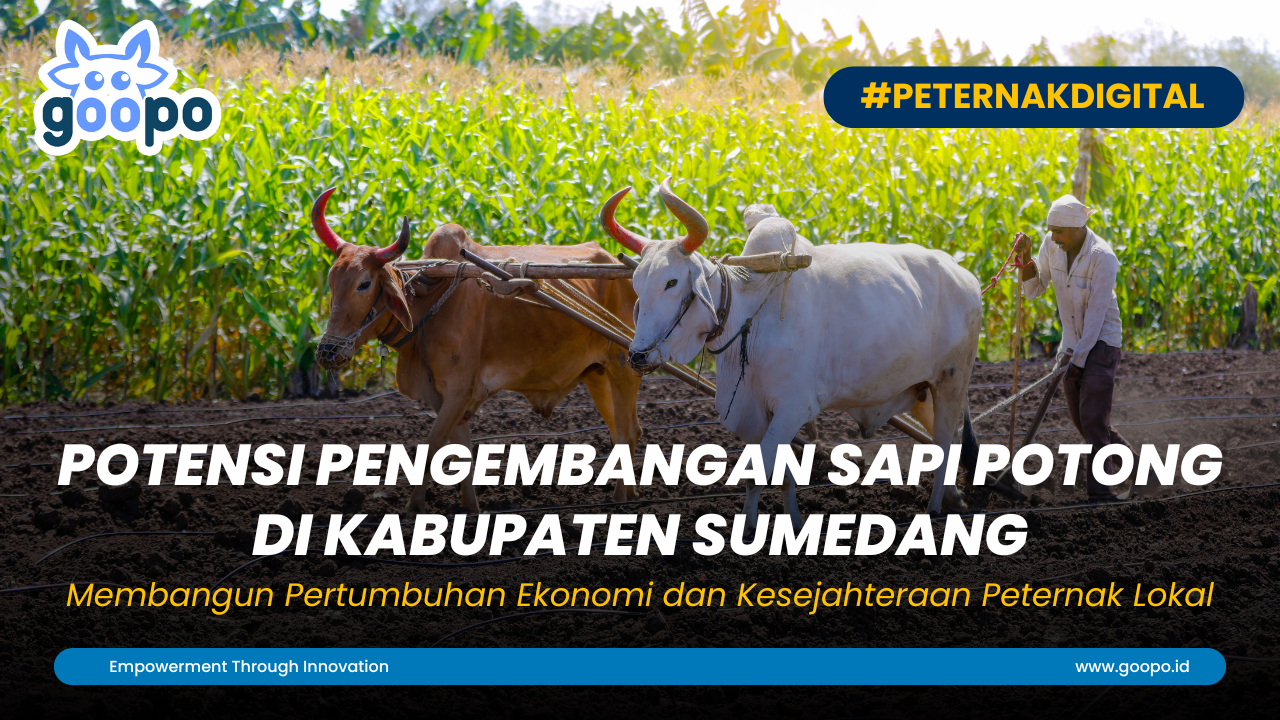 Potensi Pengembangan Sapi Potong di Kabupaten Sumedang