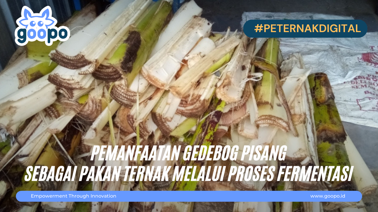 Pemanfaatan Gedebog Pisang sebagai Pakan Ternak Melalui Proses Fermentasi