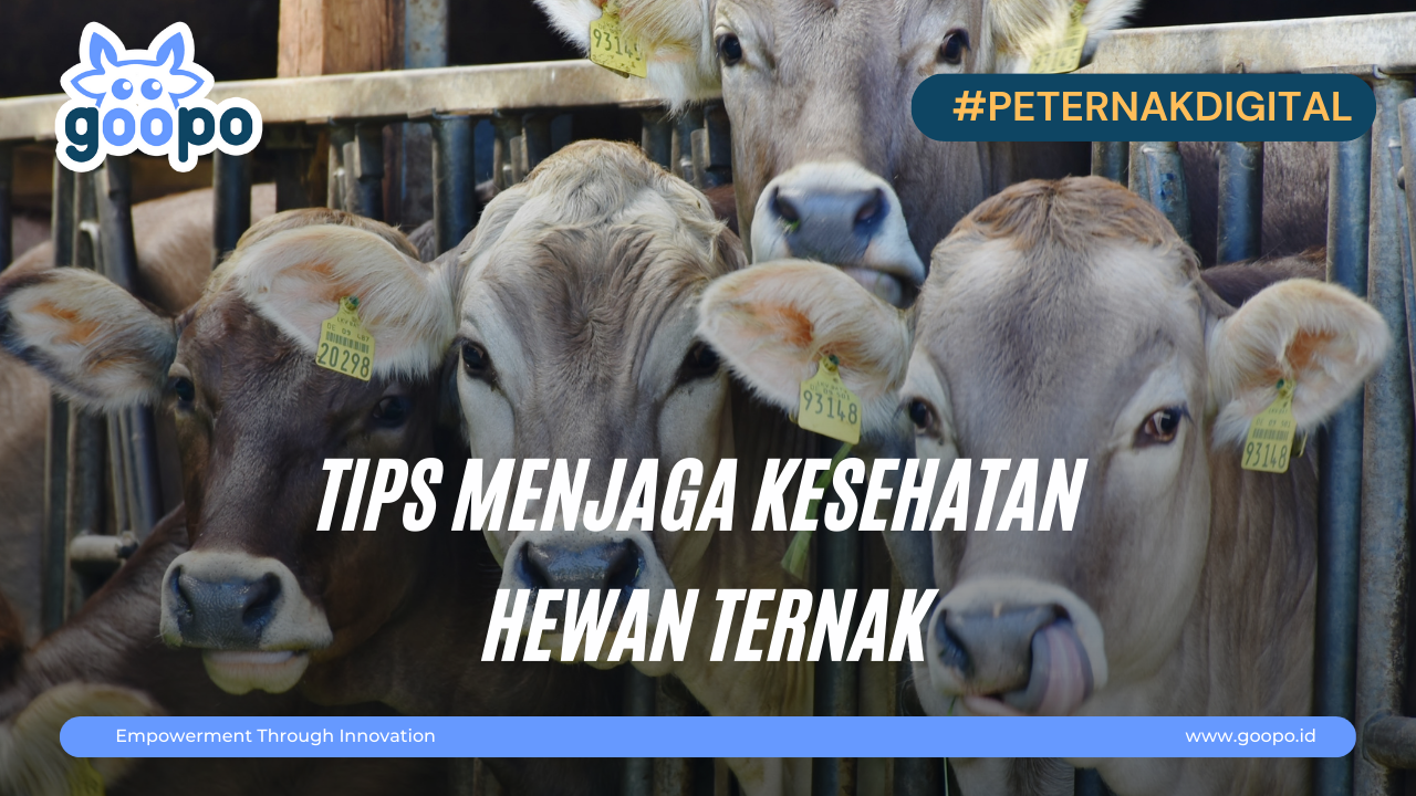 Tips Menjaga Kesehatan Hewan Ternak