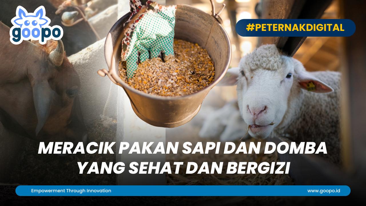 Meracik Pakan Sapi dan Domba Yang Sehat dan Bergizi