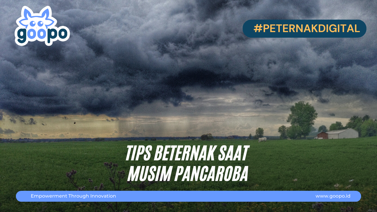 Tips Beternak Saat Musim Pancaroba