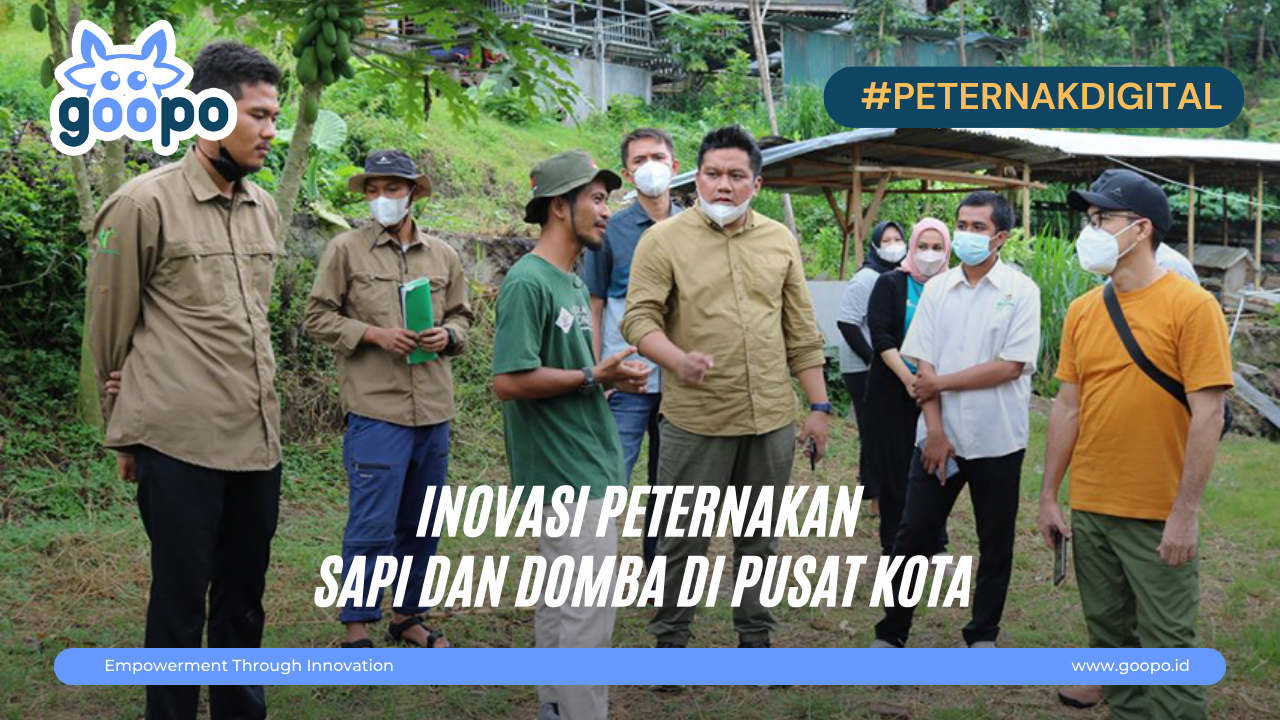 Inovasi Peternakan Sapi dan Domba di Pusat Kota